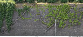 wall overgrown ivy 0003